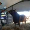 Imagen de Exitoso remate de Angus en General Conesa