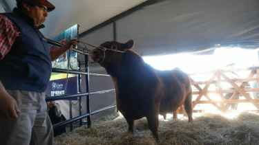 Exitoso remate de Angus en General Conesa
