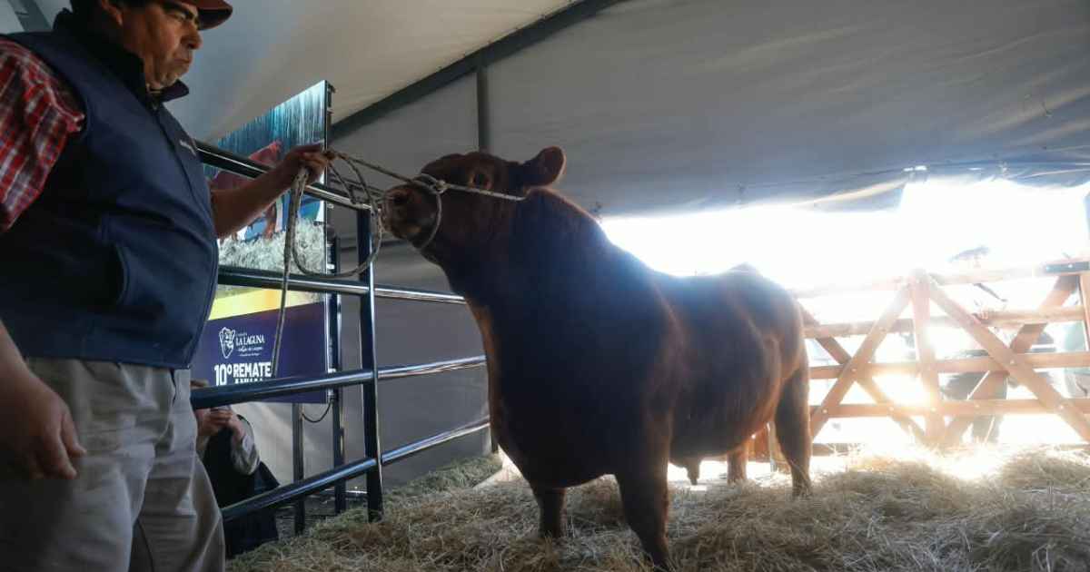 Remate de Angus en General Conesa fue un éxito