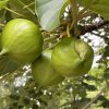 Imagen de El árbol tóxico que llegó desde China a la mayor selva de Argentina: lo introdujeron para producir aceite y terminó olvidado
