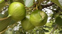 Imagen de El árbol tóxico que llegó desde China a la mayor selva de Argentina: lo introdujeron para producir aceite y terminó olvidado