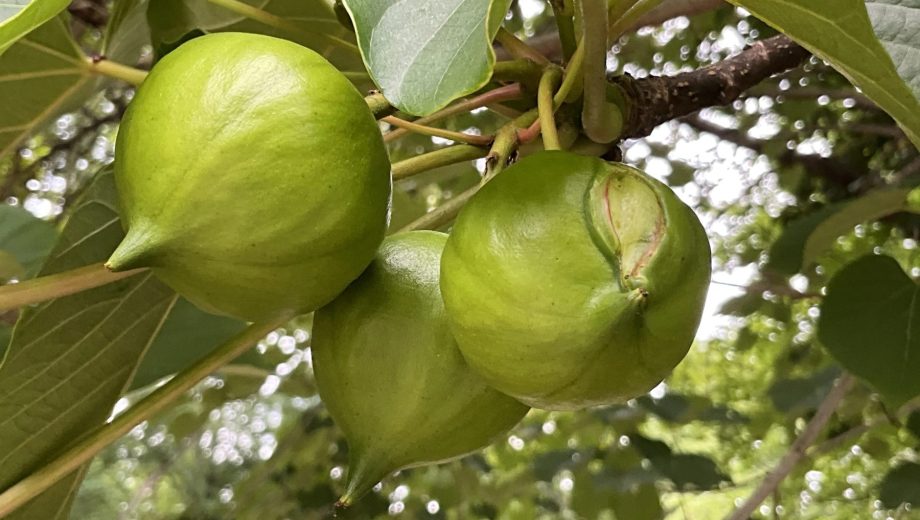 De las semillas del tung se extrae aceite no comestible. Foto: gentileza.