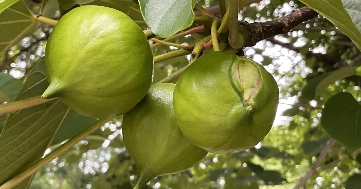 El tung, un árbol chino olvidado en la selva misionera