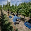 Imagen de Un Refugio en Río Negro: la pequeña bodega que devuelve la vitivinicultura a Conesa