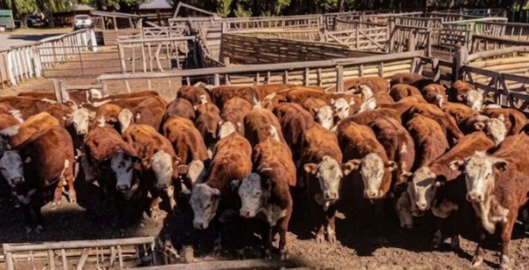 Expo Bovino en Junín de los Andes: mejoras en el clima y expectativas para el campo