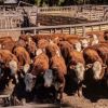 Imagen de Expo Bovino en Junín de los Andes: el campo llega con más agua y mejores expectativas