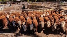 Imagen de Expo Bovino en Junín de los Andes: el campo llega con más agua y mejores expectativas