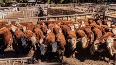 Expo Bovino en Junín de los Andes: el campo llega con más agua y mejores expectativas