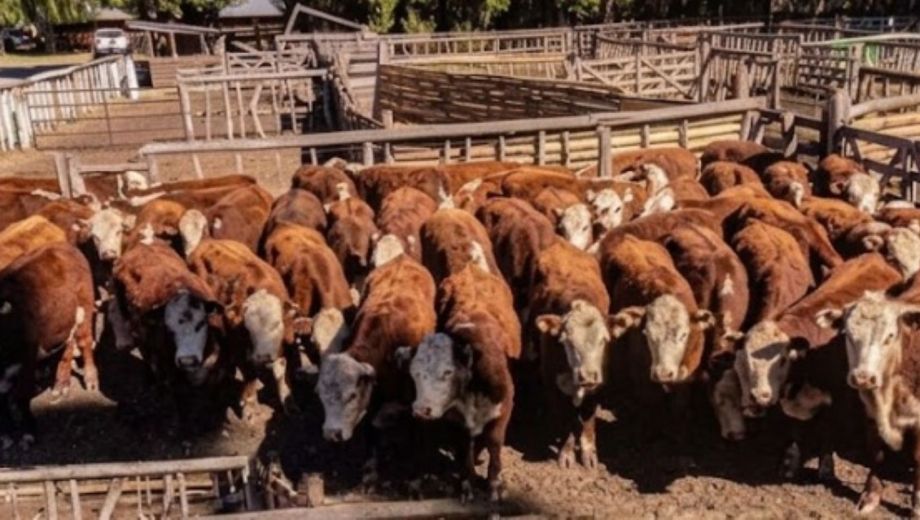 La exposición de bovinos se iniciará el viernes en el predio de la Sociedad Rural del Neuquén (SRN)