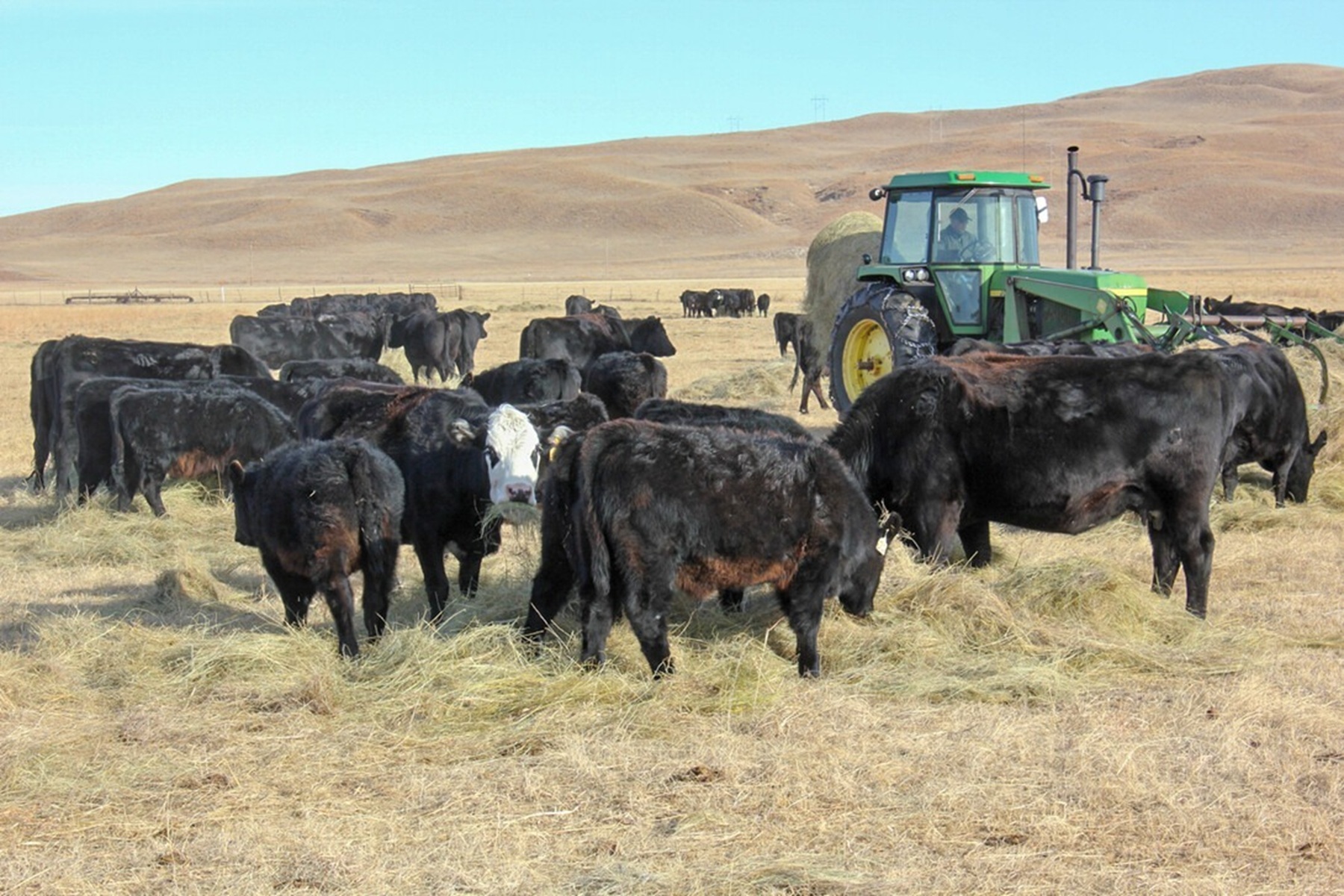 El modelo ganadero estadounidense de carne premium y su impacto
