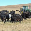 Imagen de El modelo estadounidense que convirtió rodeos familiares en un negocio de carne premium