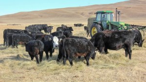 El modelo estadounidense que convirtió rodeos familiares en un negocio de carne premium