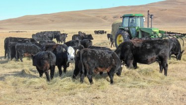 El modelo estadounidense que convirtió rodeos familiares en un negocio de carne premium