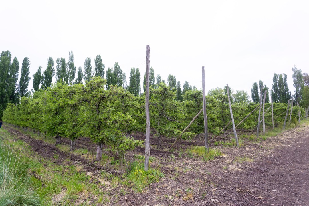 Los manzanos fueron parte de los primeros cultivos de la familia Aveggio en el Valle de Viedma, antes de que las avellanas se convirtieran en la principal apuesta productiva. Foto: Pablo Leguizamon.