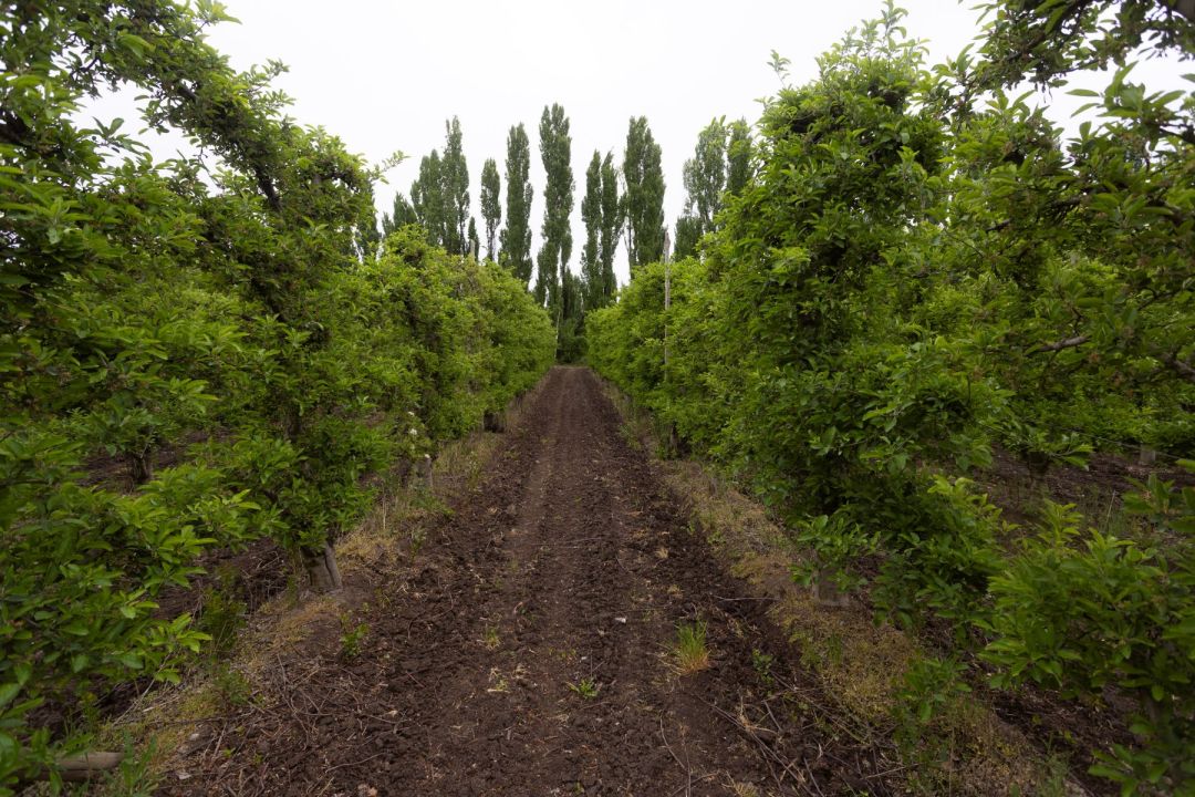 Después de décadas de cambios, las avellanas se convirtieron en el principal cultivo de la chacra familiar en el Idevi Foto: Pablo Leguizamon.