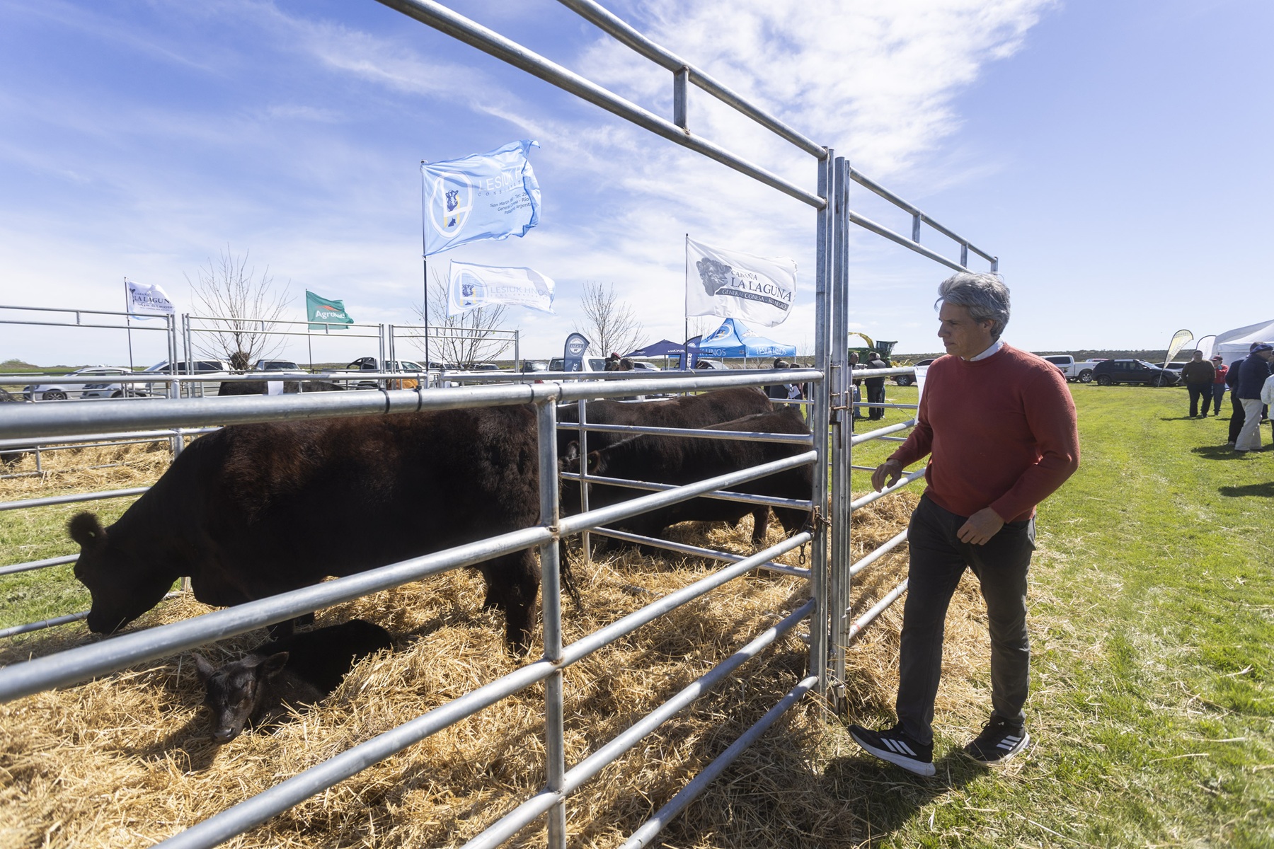 La ganadería de Río Negro aporta genética de la mejor para toda la Patagonia