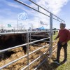 Imagen de La ganadería de Río Negro aporta genética de la mejor para toda la Patagonia