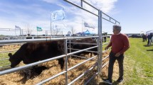 Imagen de La ganadería de Río Negro aporta genética de la mejor para toda la Patagonia