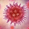Imagen de Qué es el virus Shamonda: se detectó en Francia el primer caso en humanos, todo lo que se sabe sobre el contagio