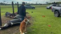 Imagen de Un rayo mató a cuatro caballos de polo en el Jockey Club de San Isidro: un cuidador resultó herido