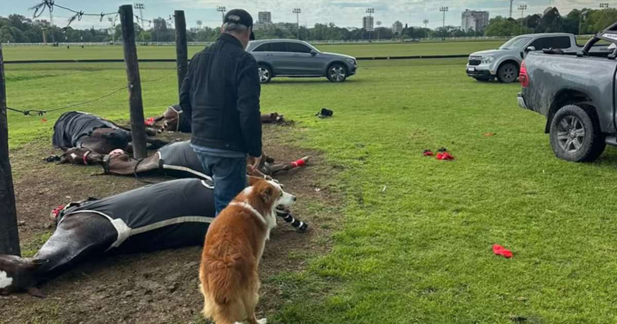 Un rayo causa la muerte de cuatro caballos en el Jockey Club de San Isidro