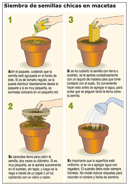 Flores anuales
