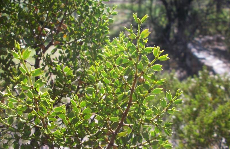 Preparaciones con jarilla