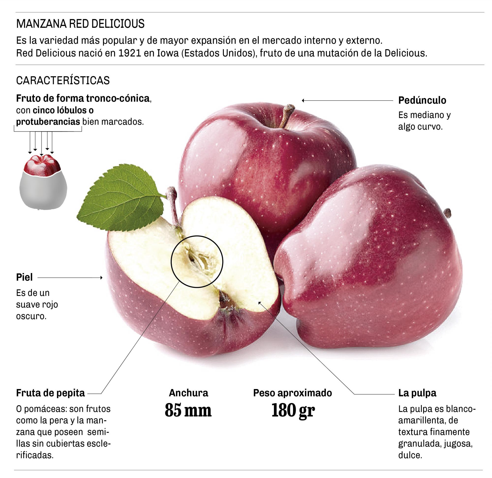 5 datos claves sobre la producción de manzanas en la región Diario