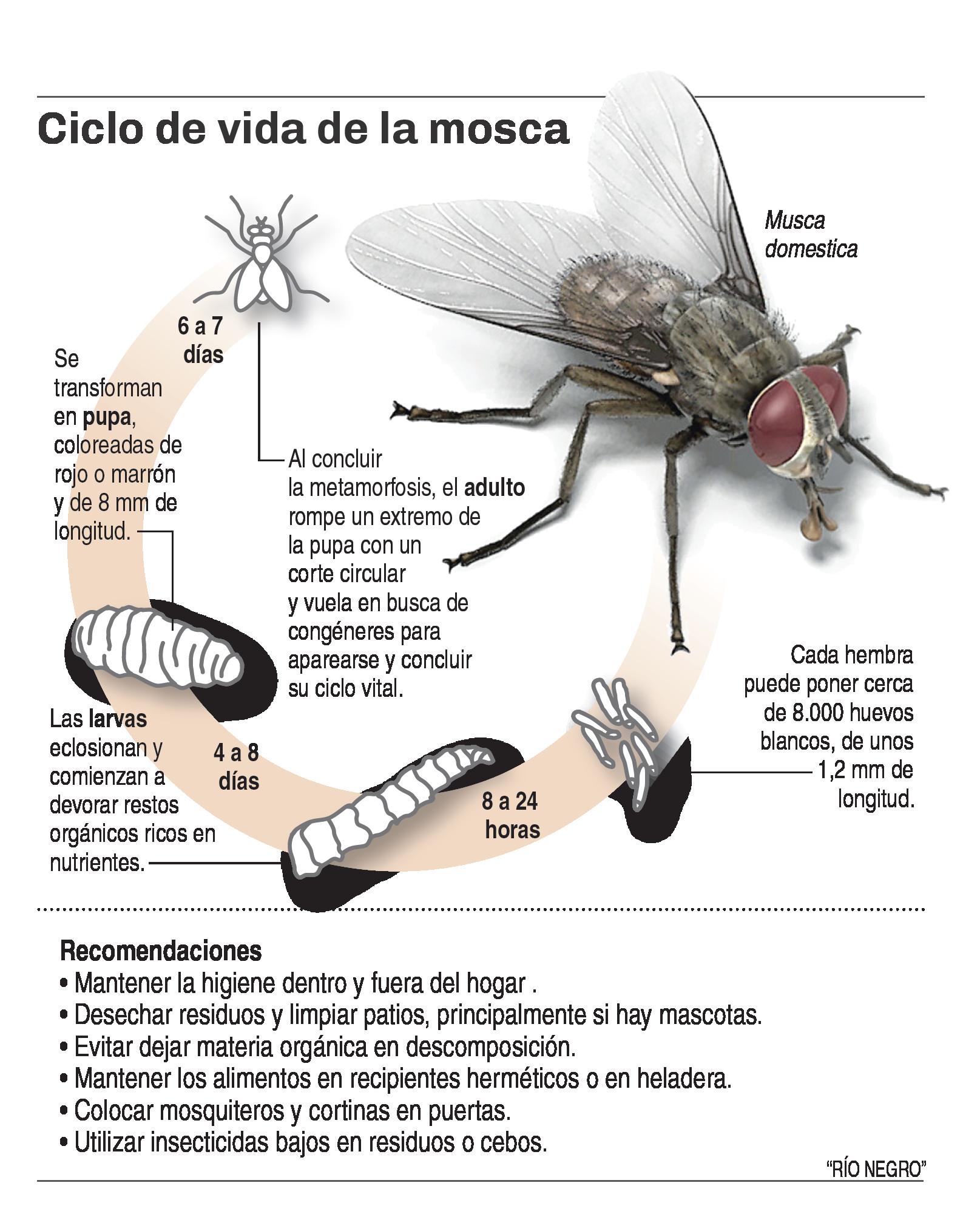 Sintético 97+ Imagen Por Que Las Moscas Vuelan En Circulo Cena Hermosa